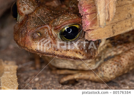 Small Cururu Toad 80576384