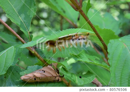 Cromond Kuga? Larva Cromond Kuga? Larva 80576506