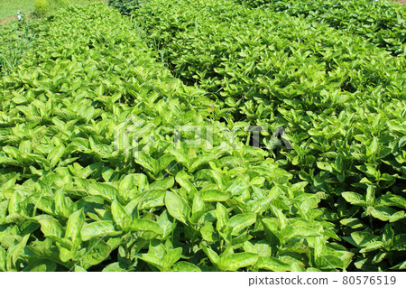 靛藍葉,靛藍染色的原料 靛藍葉,靛藍染色的原料 80576519