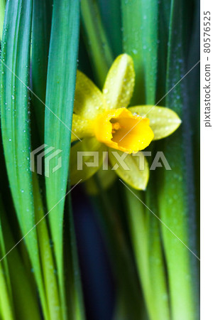 Yellow Narcissus flower Yellow Narcissus flower 80576525