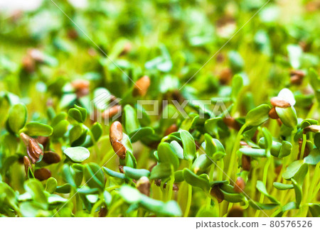 Sprouting of the seeds (linseeds) Sprouting of the seeds (linseeds) 80576526