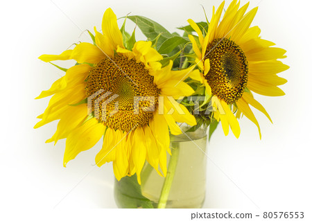 Sunflowers growing in the field. Sunflower flower on a white background. 80576553