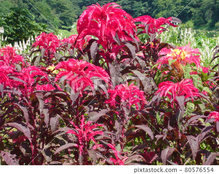 Amaranthus tricolor herd Amaranthus tricolor herd 80576554