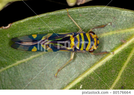 Adult Typical Leafhopper. Adult Typical Leafhopper. 80576664