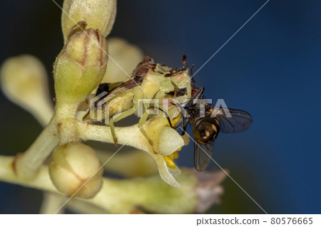 Adult Ambush Bug Adult Ambush Bug 80576665