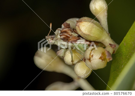 Adult Ambush Bug Adult Ambush Bug 80576670