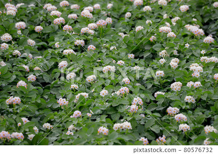 [Biei-cho, Hokkaido] Potato flowers 80576732