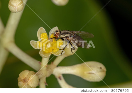 Adult Bristle Fly Adult Bristle Fly 80576795