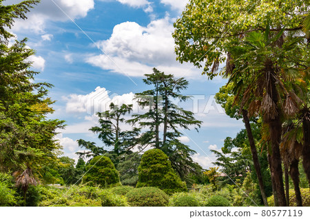 樹和藍天 80577119