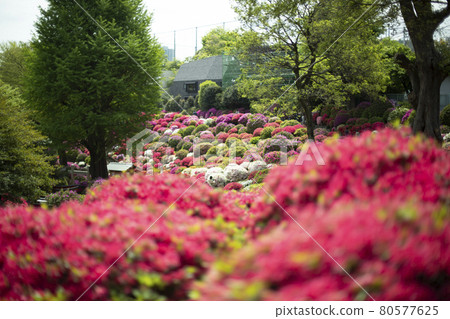 杜鵑花節五顏六色的杜鵑花許多杜鵑花 80577625