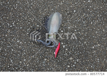 活的 Aori 魷魚 活的 Aori 魷魚 80577714