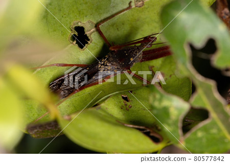 Adult Assassin Bug 80577842