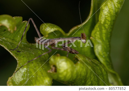 Small Mantid Nymph 80577852
