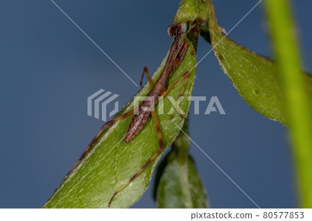 Small Mantid Nymph 80577853