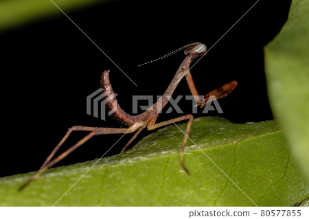 Small Mantid Nymph 80577855