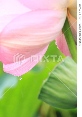 Ancient lotus village, tears of lotus flowers 80577986