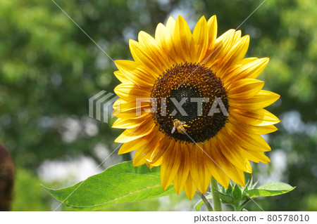 向日葵和蜜蜂 80578010