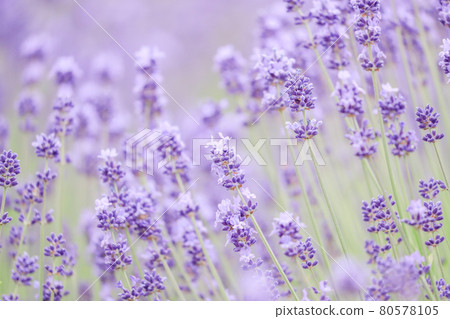 【北海道中富良野町】富田農場薰衣草咲合田 7月 80578105