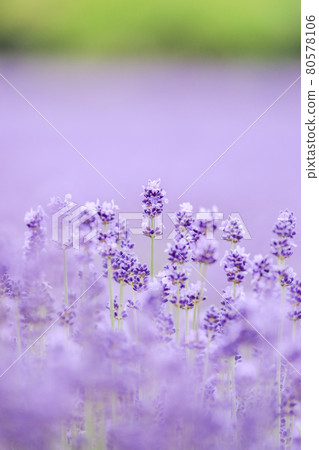 [Nakafurano-cho, Hokkaido] Farm Tomita's lavender, Sakiwai Field, July 80578106
