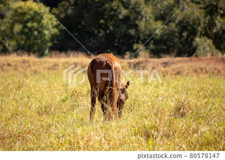 Horse resting in a pasture area Horse resting in a pasture area 80578147