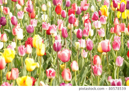 Tulip Tulip 80578539