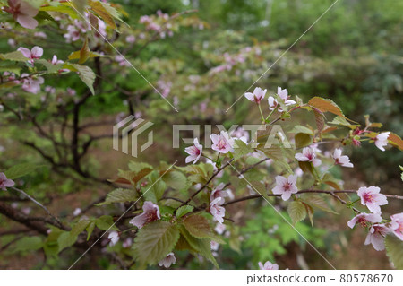 [Mt. Asahidake, Daisetsuzan, Hokkaido] Chishimazakura June 80578670