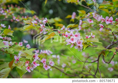 [北海道大雪山旭岳]千島櫻6月 80578671