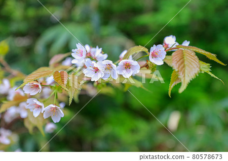 [北海道大雪山旭岳]千島櫻6月 80578673