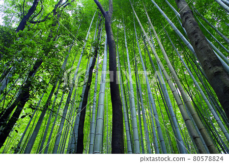 Walking around Kyoto Sagano Walking around Kyoto Sagano 80578824