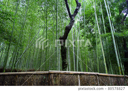 Walking around Kyoto Sagano Walking around Kyoto Sagano 80578827
