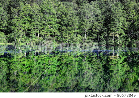 夏天的荷花白池 80578849