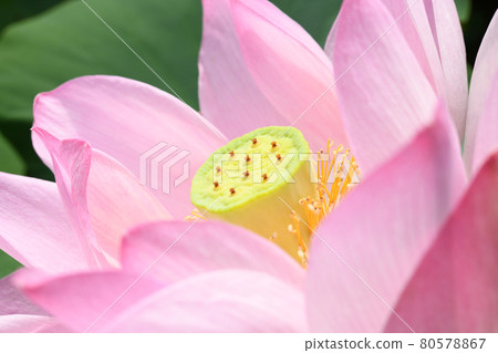 Lotus flower  80578867