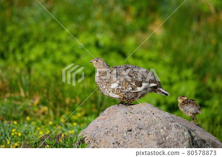 Grouse chicks desperately following their mother @ Nagano 80578873