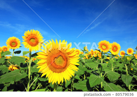 Sunflower 2527 Sunflower 2527 80579036