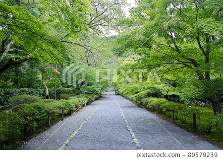 Take a walk in Kyoto Sagano Take a walk in Kyoto Sagano 80579239