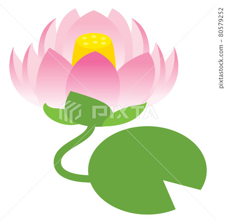 Lotus flower illustration Lotus flower illustration 80579252