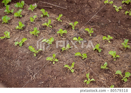 Small lettuce seedlings 80579318