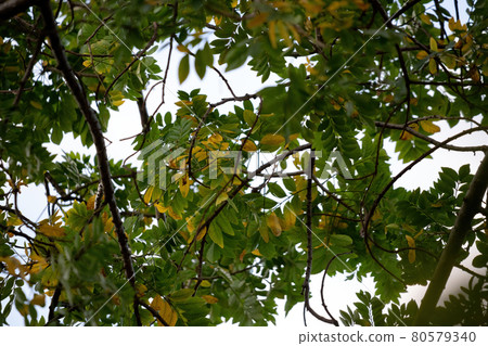 Red Mombin Tree Red Mombin Tree 80579340