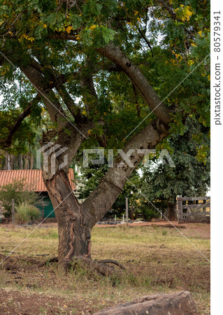 Red Mombin Tree Red Mombin Tree 80579341
