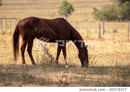 Horse resting in a pasture area 80579357