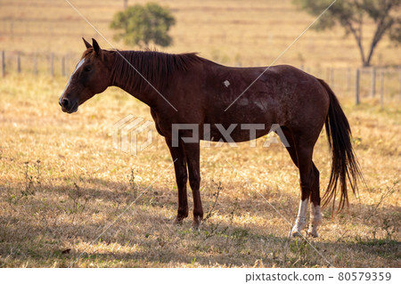 Horse resting in a pasture area Horse resting in a pasture area 80579359