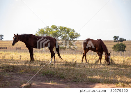 Horse resting in a pasture area Horse resting in a pasture area 80579360