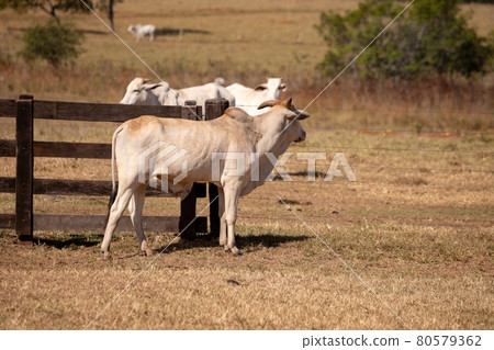 Adult cow in a farm Adult cow in a farm 80579362