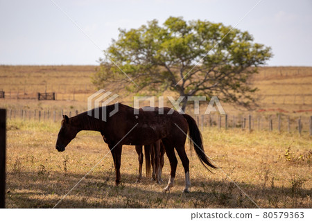 Horse resting in a pasture area Horse resting in a pasture area 80579363
