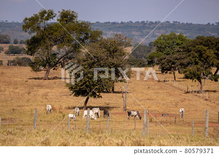 Typical pasture fields Typical pasture fields 80579371