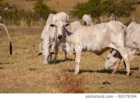 Adult cow in a farm Adult cow in a farm 80579384