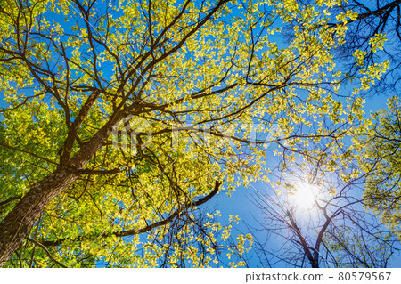 Sunny Canopy Of Tall Trees. Sunlight In Deciduous Forest, Summer Nature. Upper Branches Of Tree. Low Angle View. Sunny Canopy Of Tall Trees. Sunlight In Deciduous Forest, Summer Nature. Upper Branches Of Tree. Low Angle View. 80579567