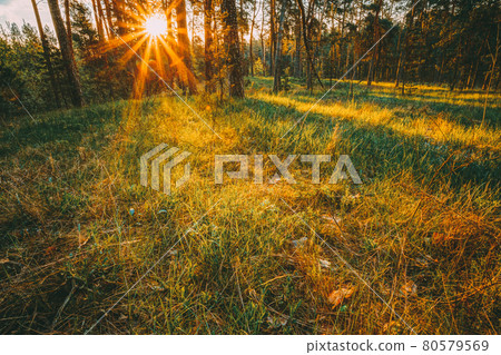 Sunbeams Pour Through Trees In Autumn Forest At Sunset. Russian Nature Sunbeams Pour Through Trees In Autumn Forest At Sunset. Russian Nature 80579569