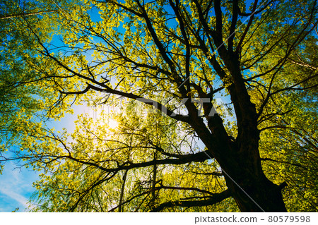 Spring Sun Shining Through Canopy Of Tall Oak Trees. Upper Branches Of Tree. Sunlight Through Green Tree Crown - Low Angle View. Spring Sun Shining Through Canopy Of Tall Oak Trees. Upper Branches Of Tree. Sunlight Through Green Tree Crown - Low Angle View. 80579598