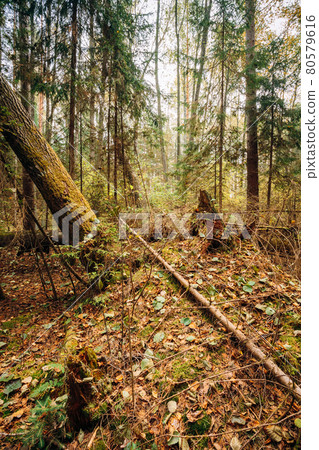 Fallen trees in autumn wild coniferous forest reserve 80579616